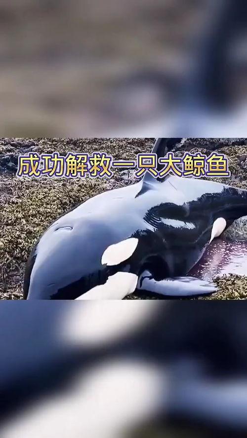大鲸鱼视频,大鲸鱼视频带你领略海洋巨兽的壮丽世界