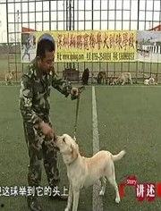 警犬训练视频,从基础到实战的蜕变之旅